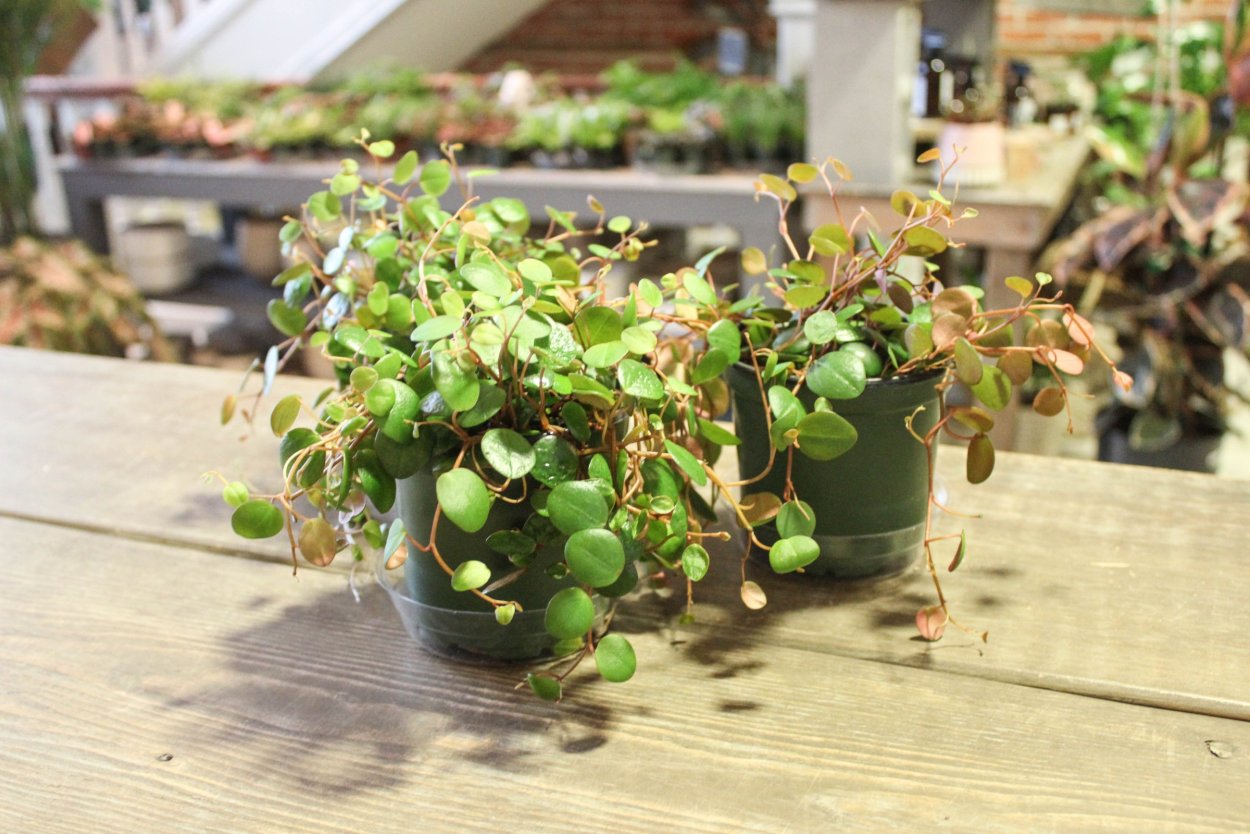 Пеперомия лазающая