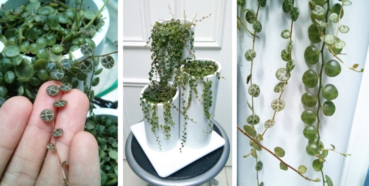 Peperomia prostrata Flower