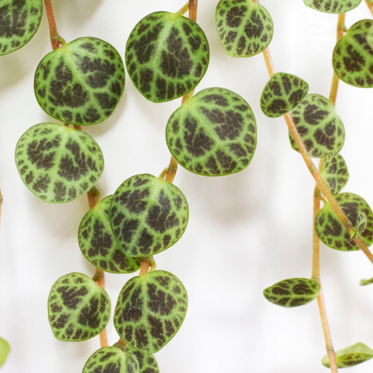 Пеперомия prostrata