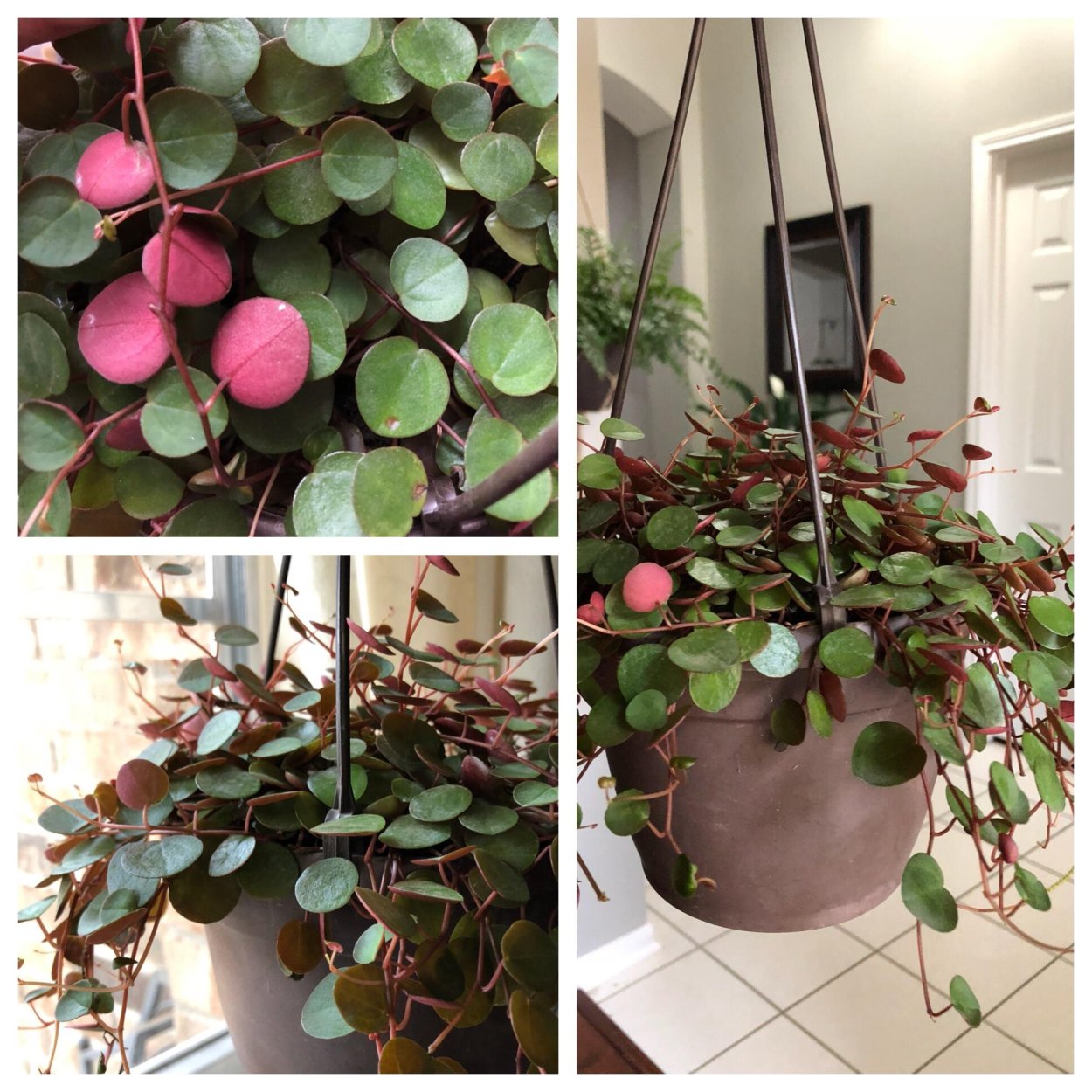 Пеперомия монетолистная