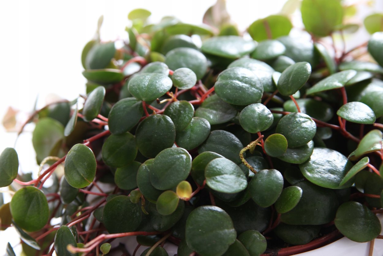 Пеперомия Обтусифолия