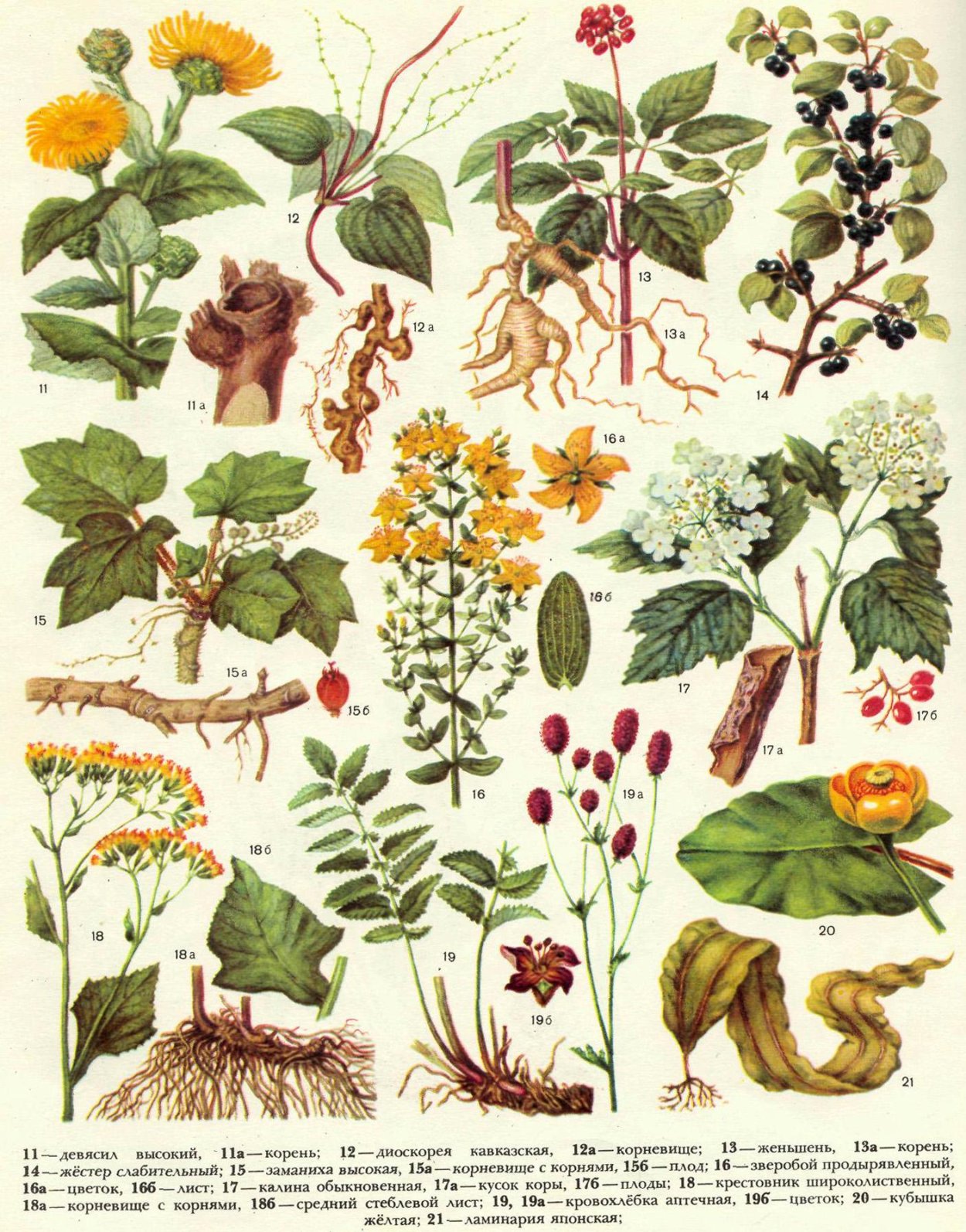 Лечебные растения