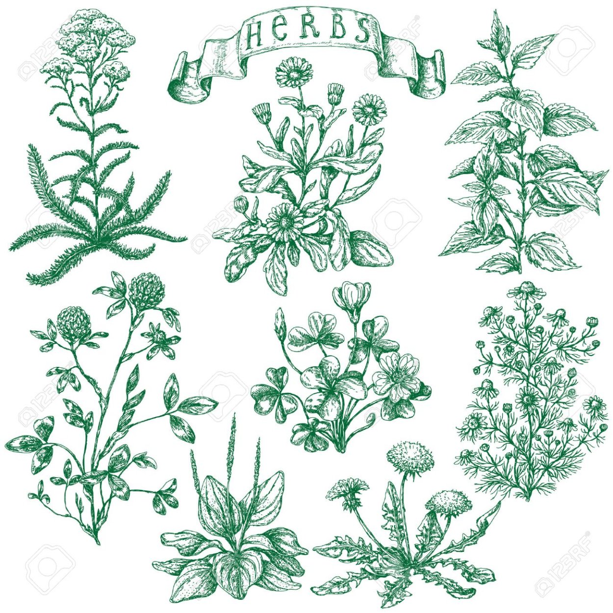 Наклейки лекарственные травы