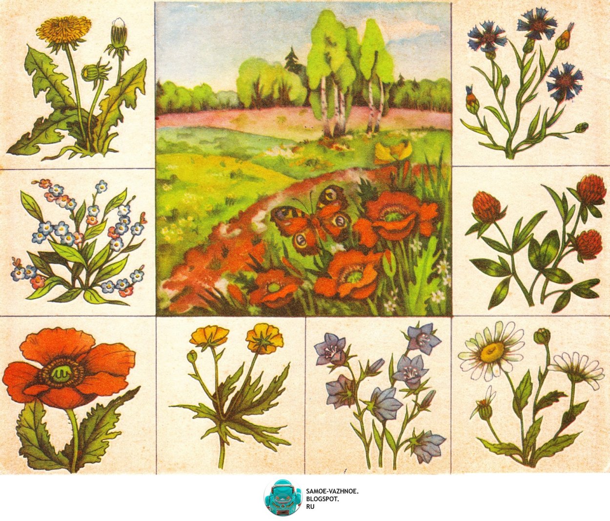 Лото первоцветы