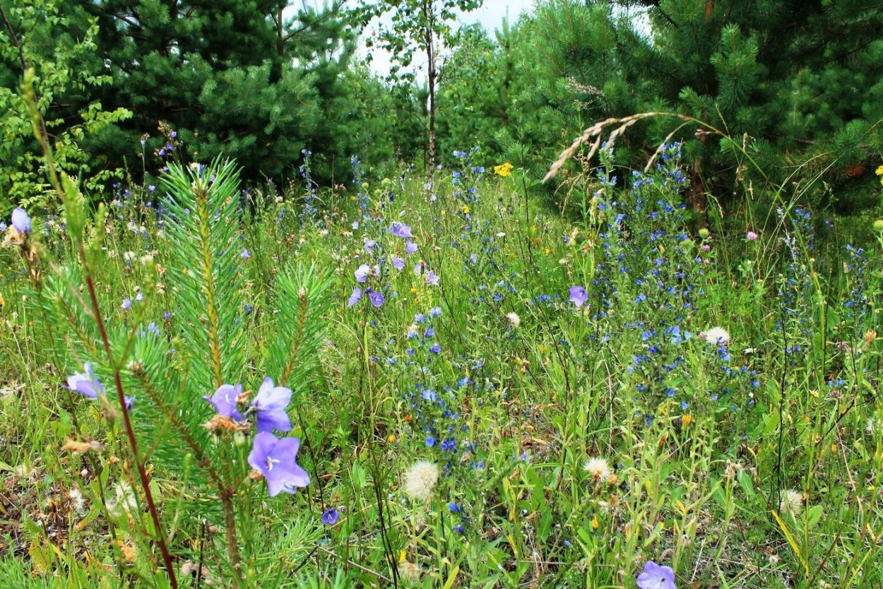 Травянистые растения леса Подмосковья