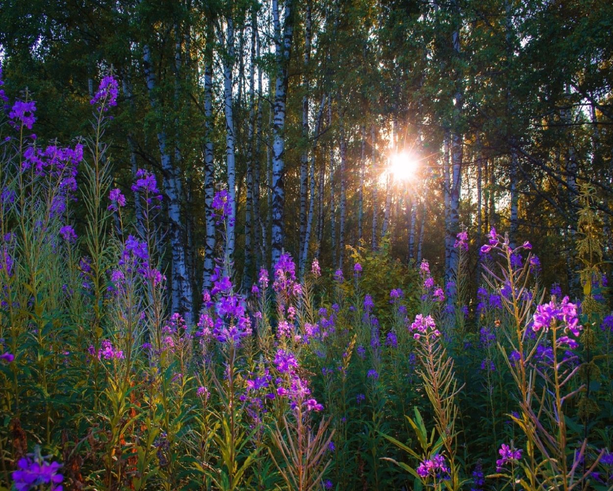 Цветок кипрей узколистный