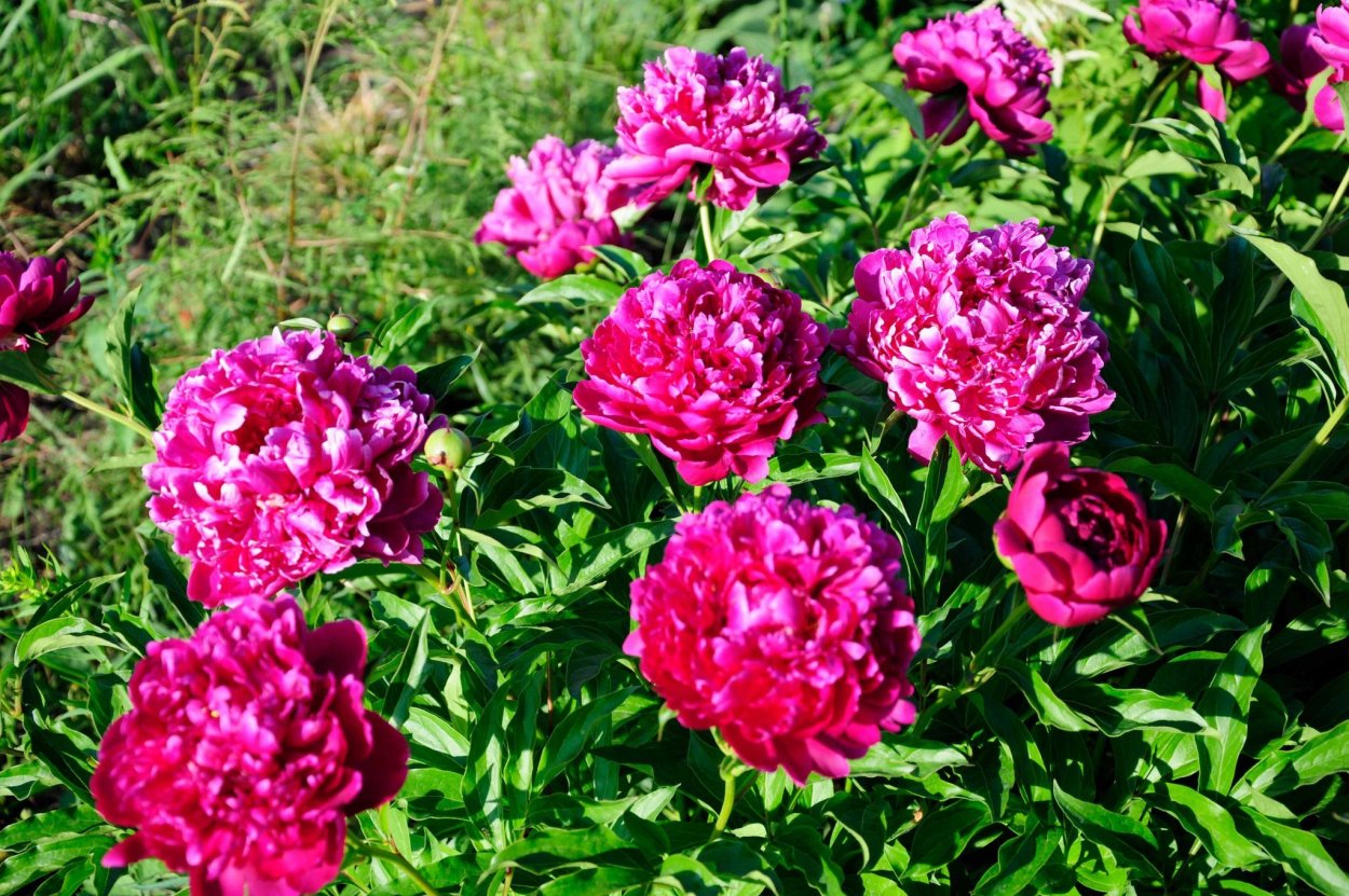 Пион Клемансо