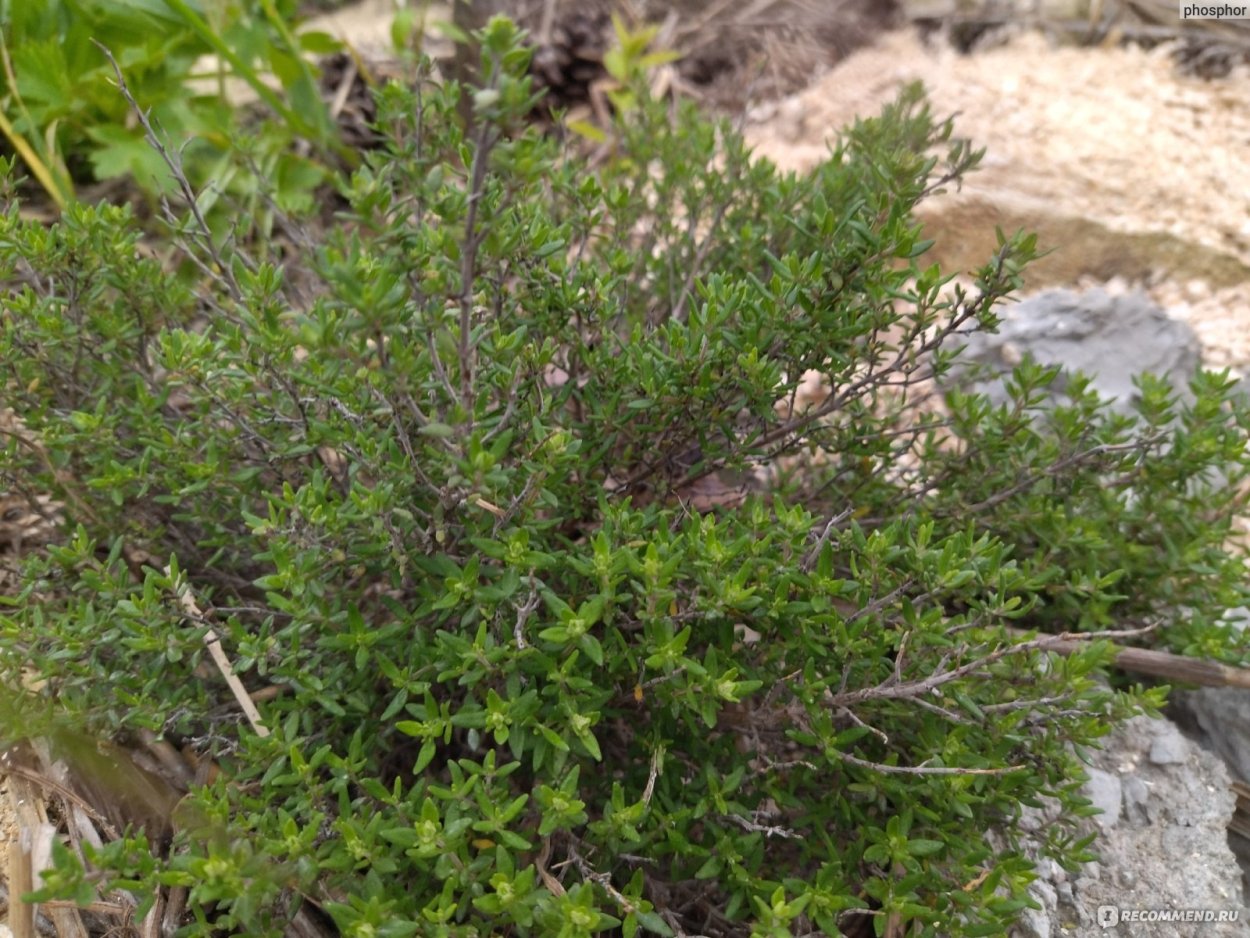 Тимьян иголки