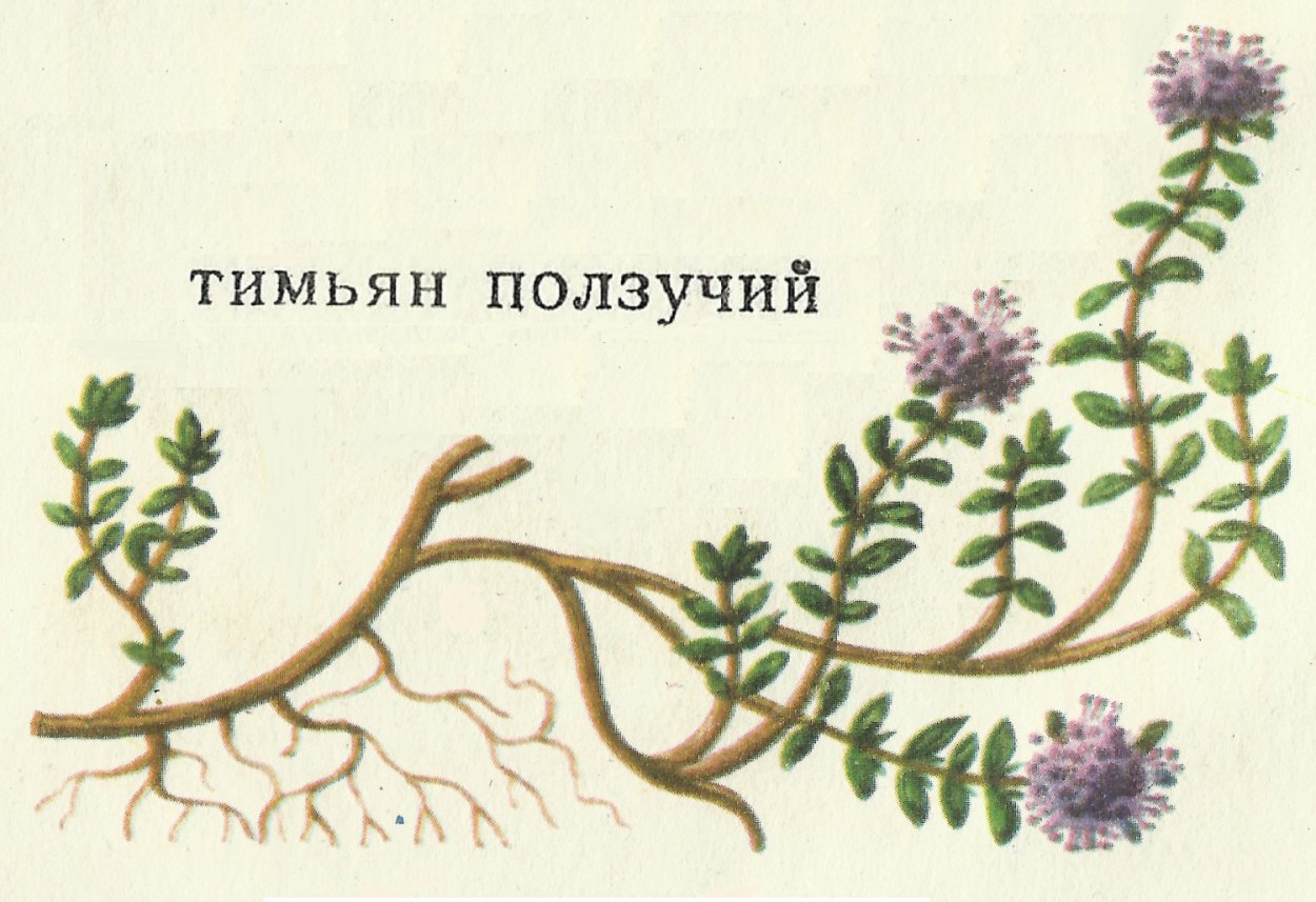 Тимьян лимоннопахнущий Вариегата