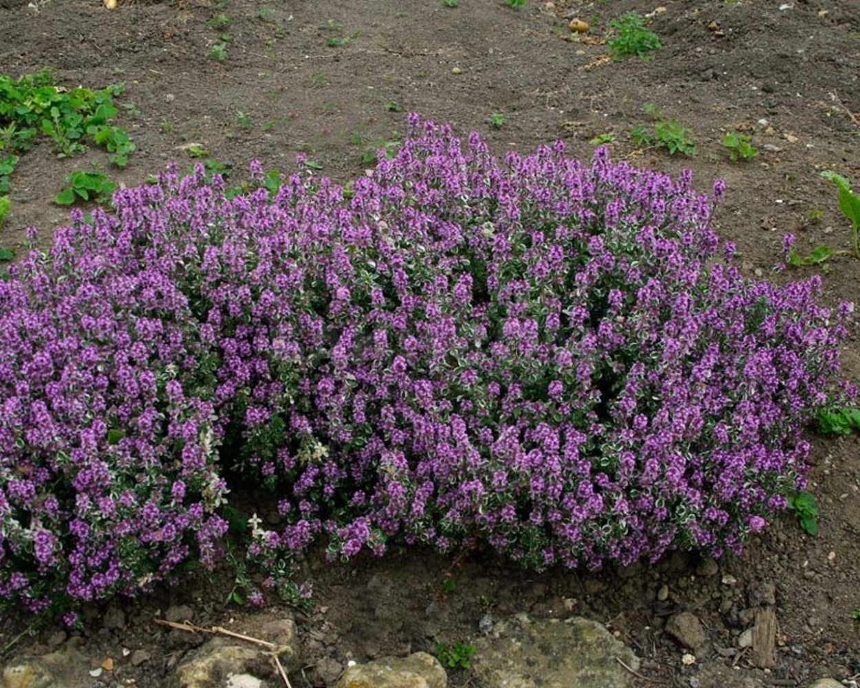 Тимьян Thymus vulgaris