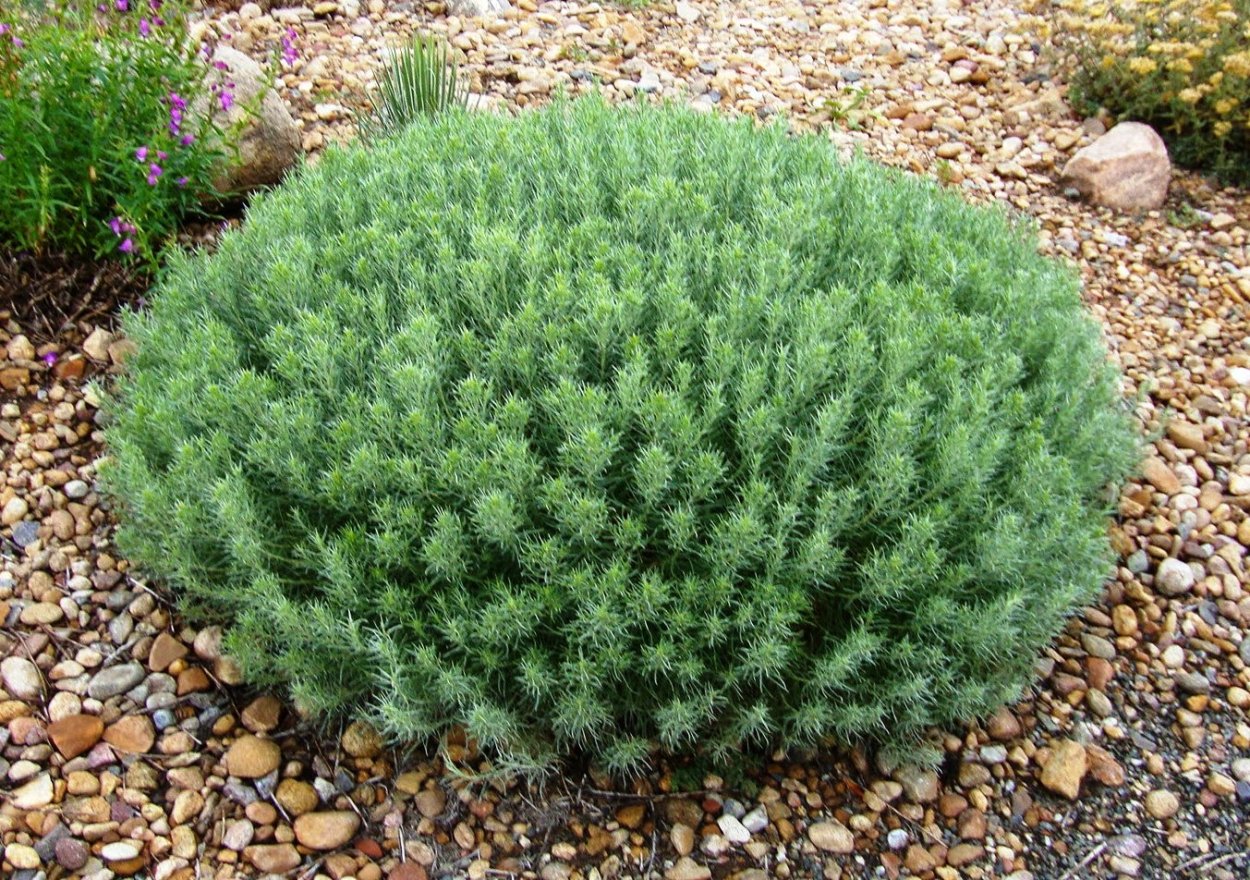 Thymus vulgaris (common Thyme)