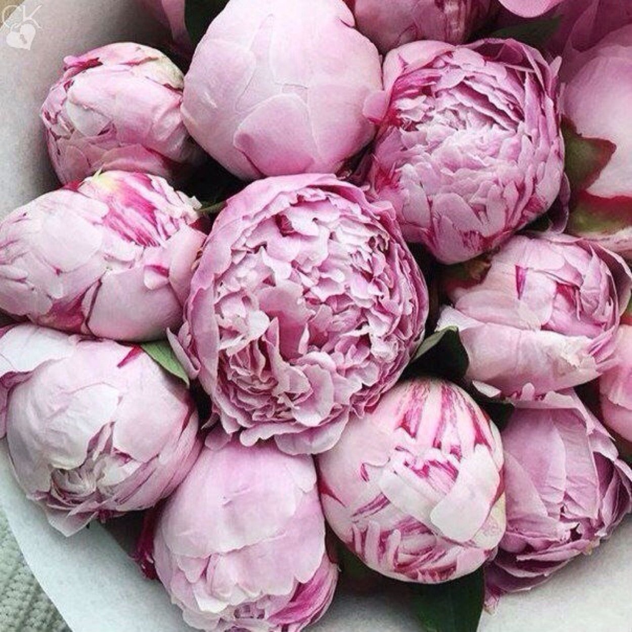 Почвопокровные многолетники молодило