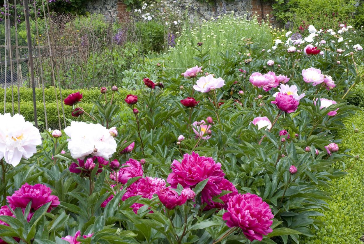 Кингсдейл пион