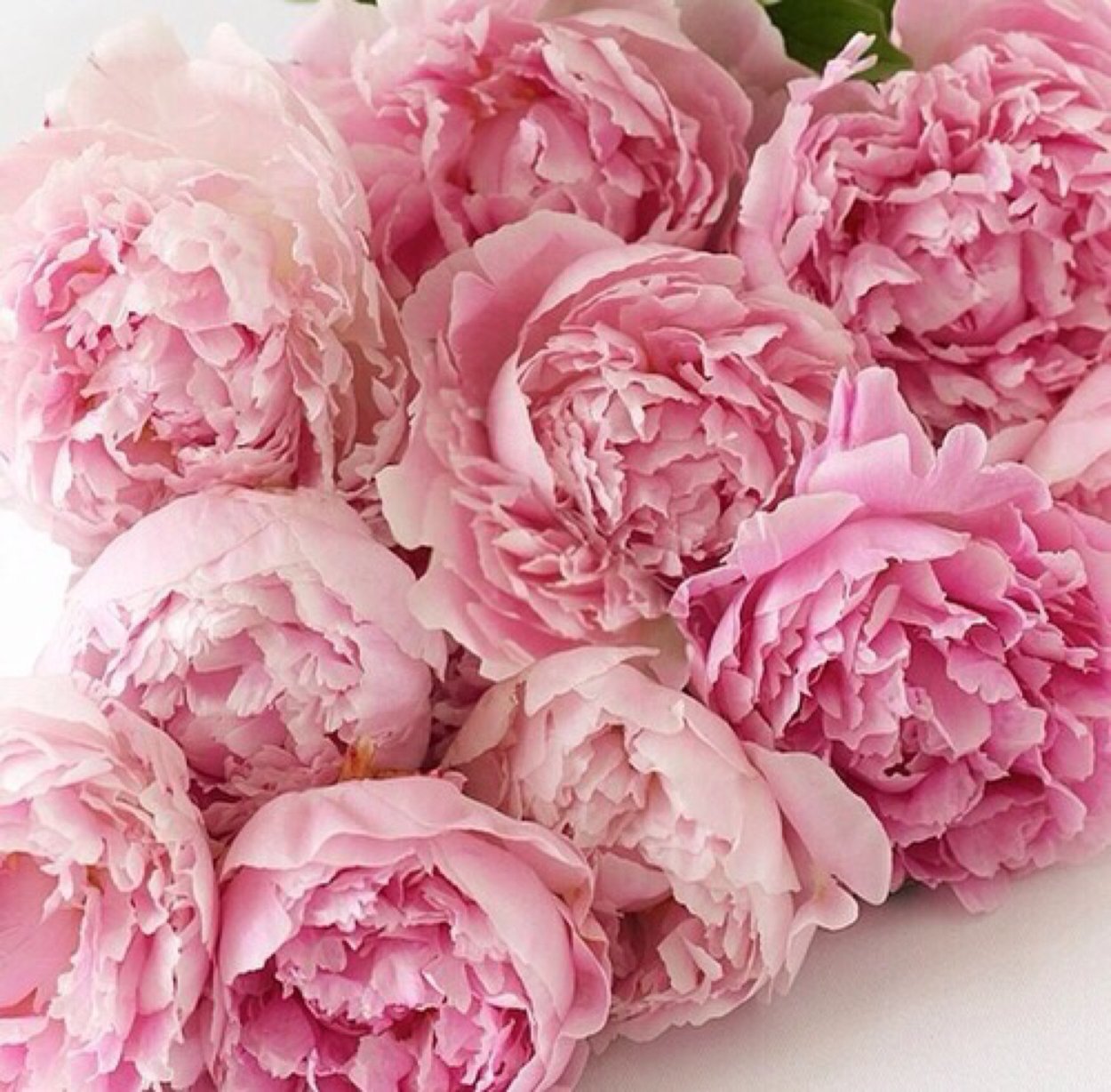 Пион ник Шейлор