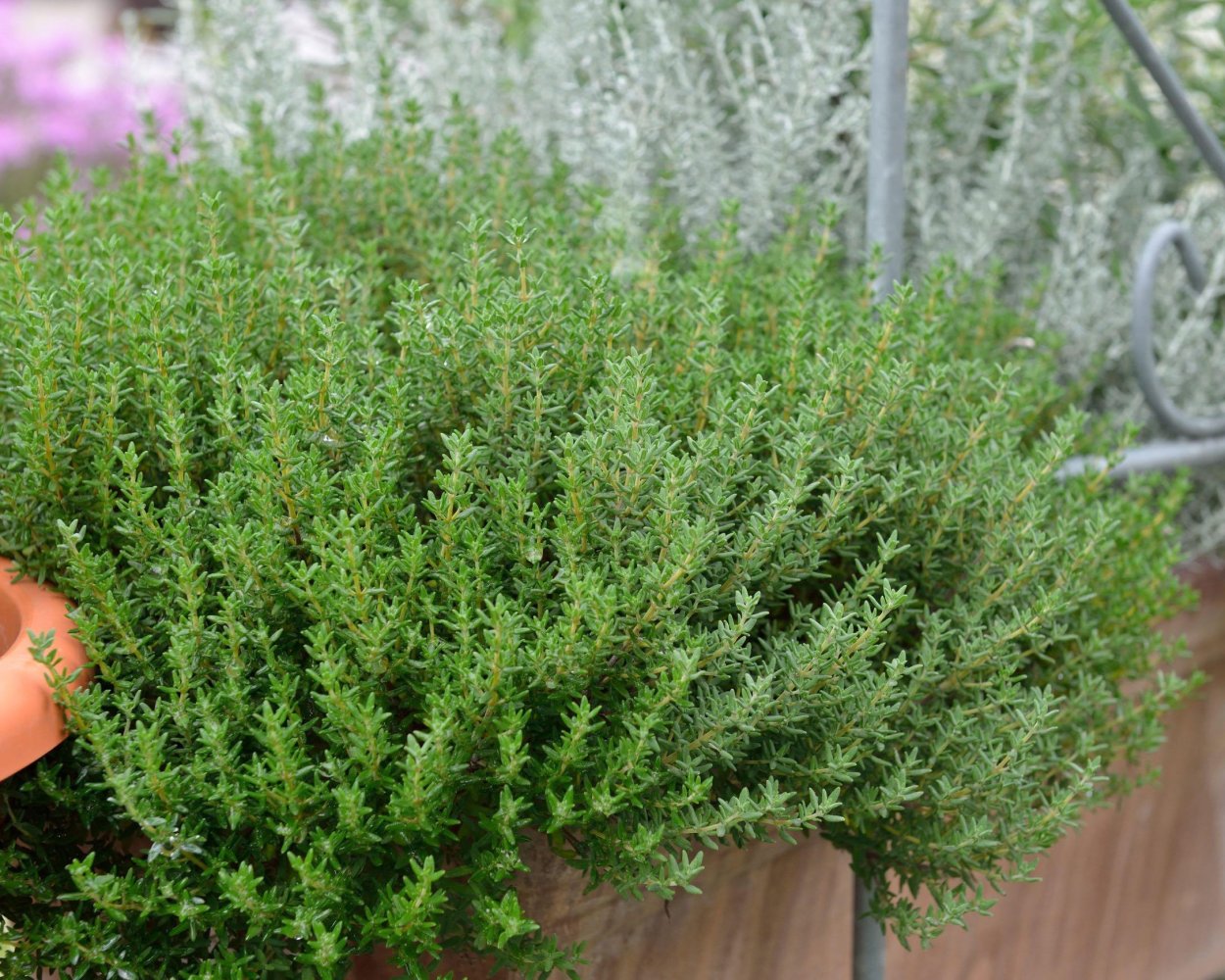 Thymus vulgaris 'Compactus'