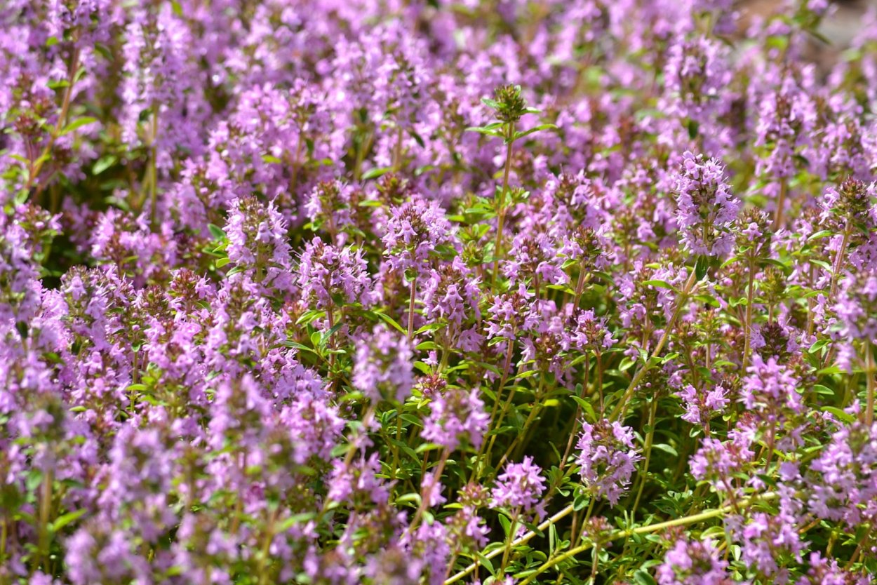 Тимьян ползучий (Thymus serpyllum)