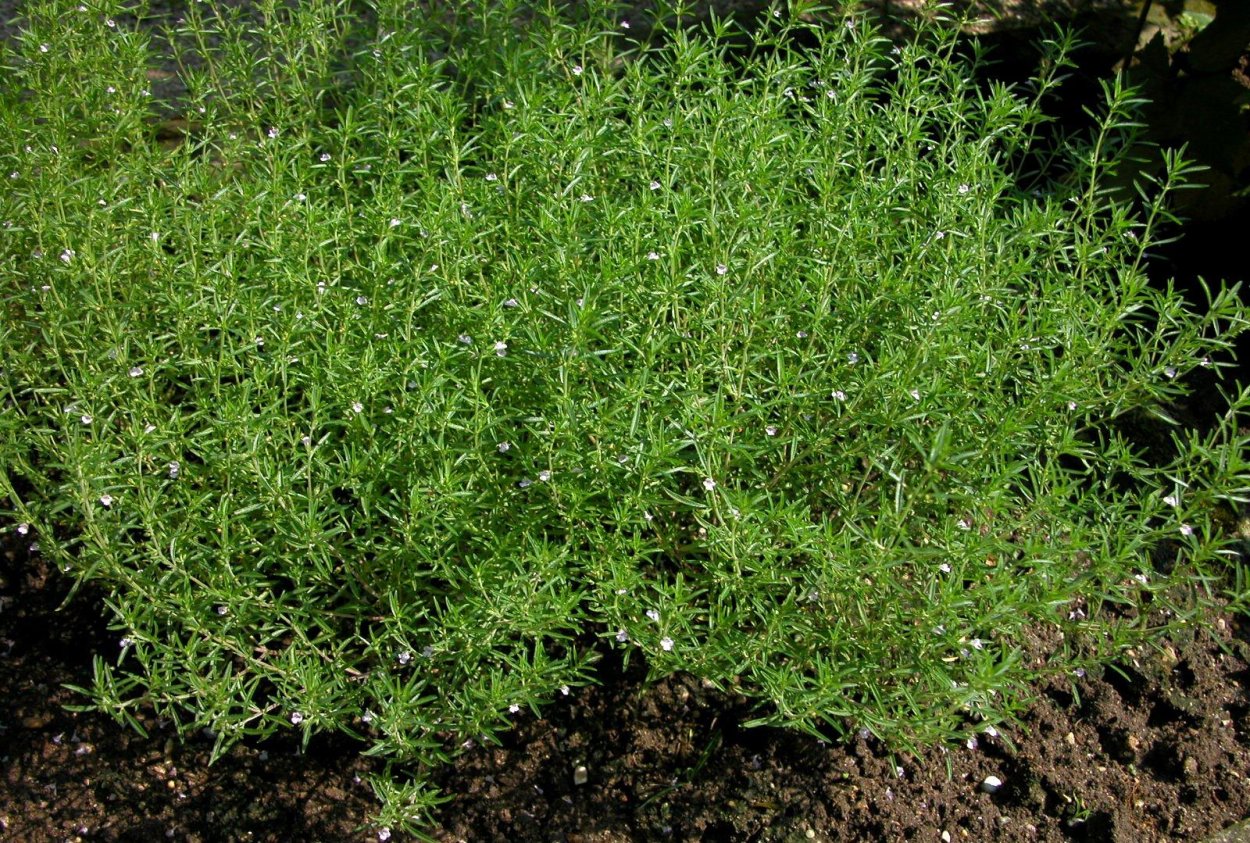 Тимьян Пигмей