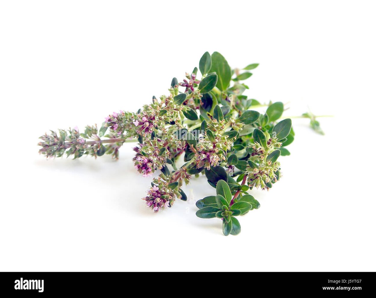 Пряные травы чабрец