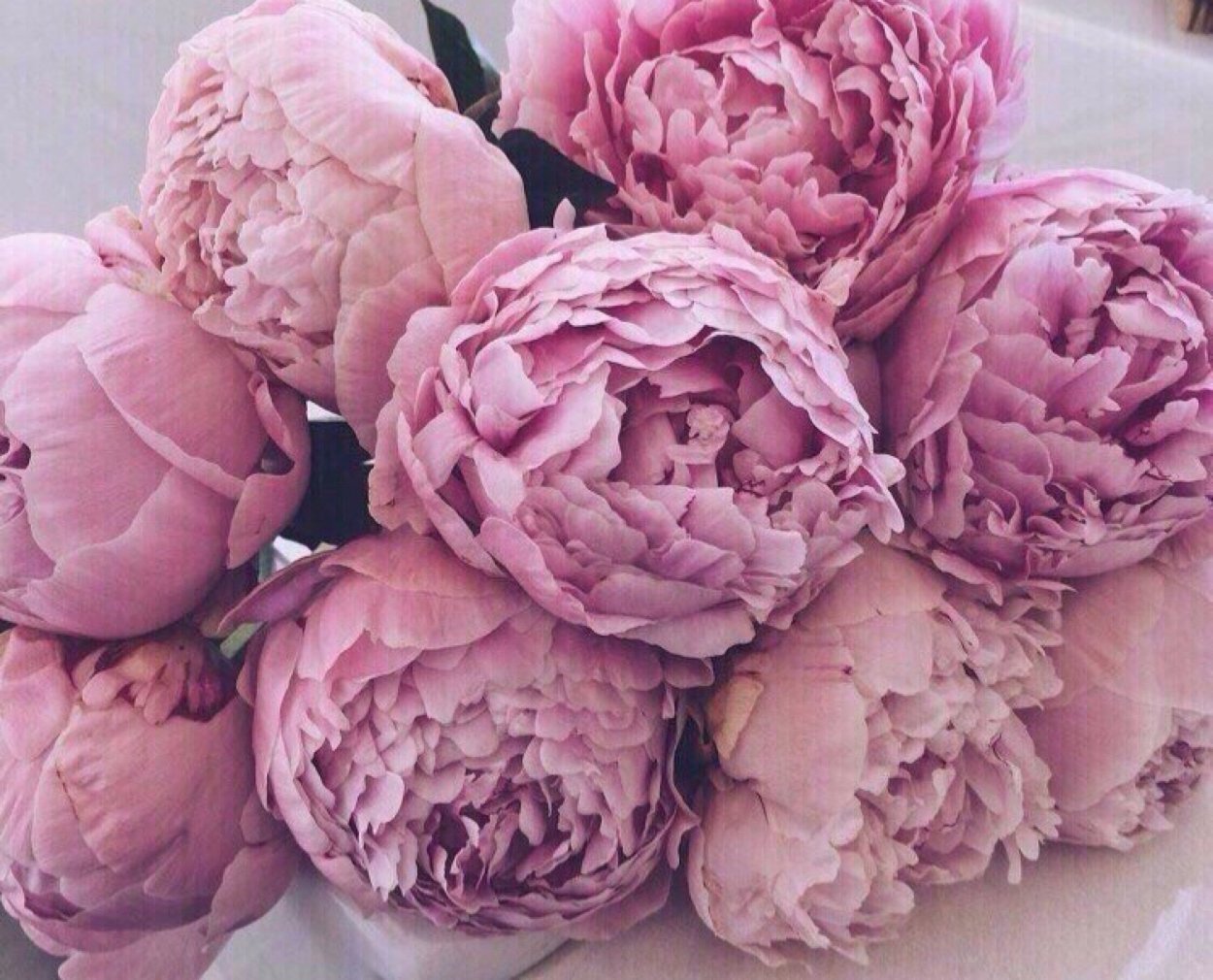 Рододендрон с хвойниками в ландшафтном