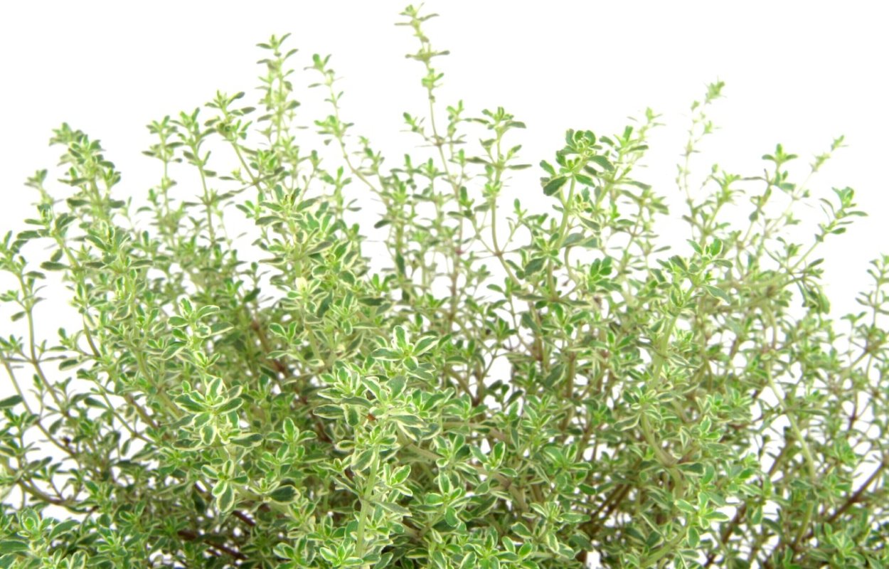 Веточка чабреца