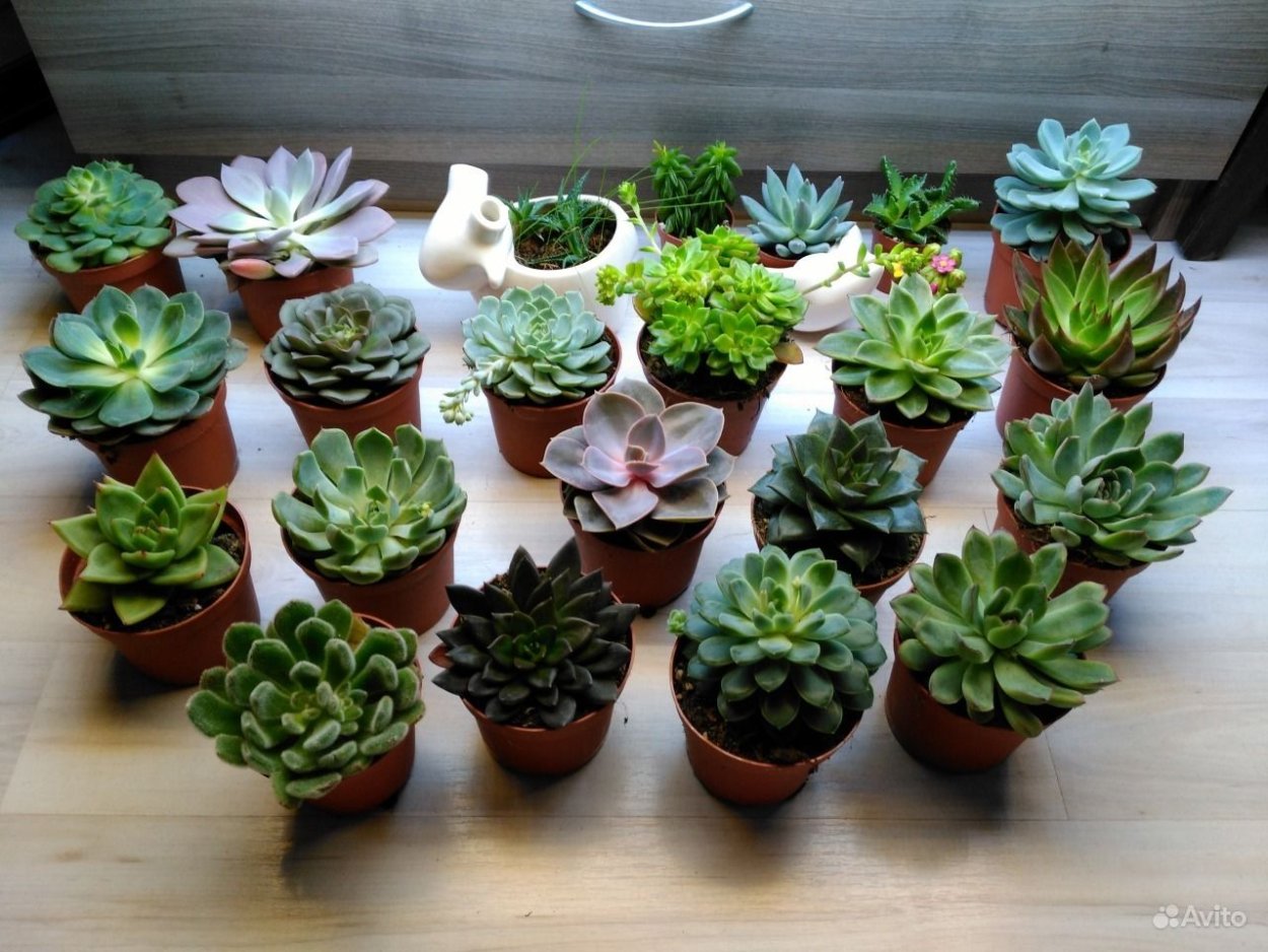 Суккуленты Вьетнама