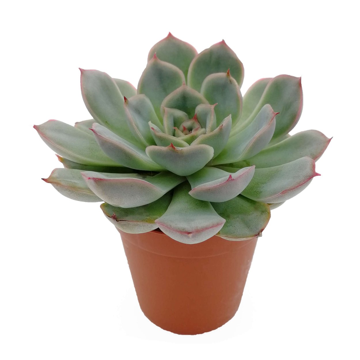 Суккулент эхеверия Echeveria