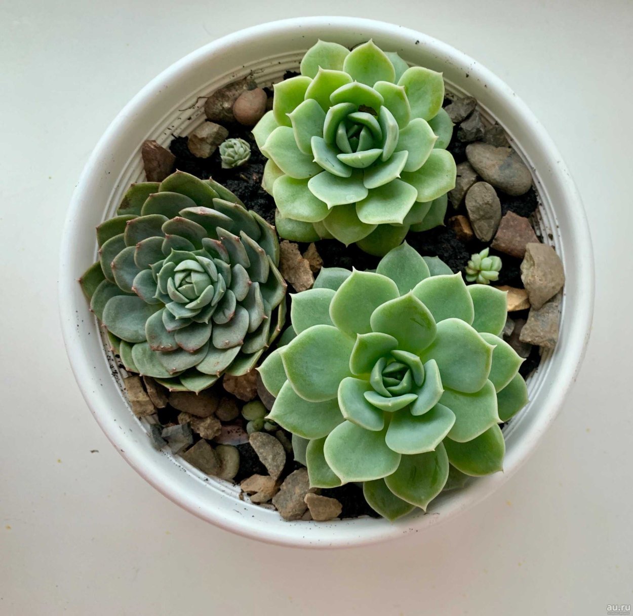 Эхеверия хавортия