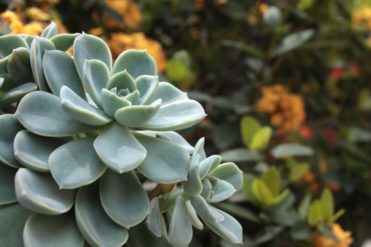 Эхеверия каменная роза