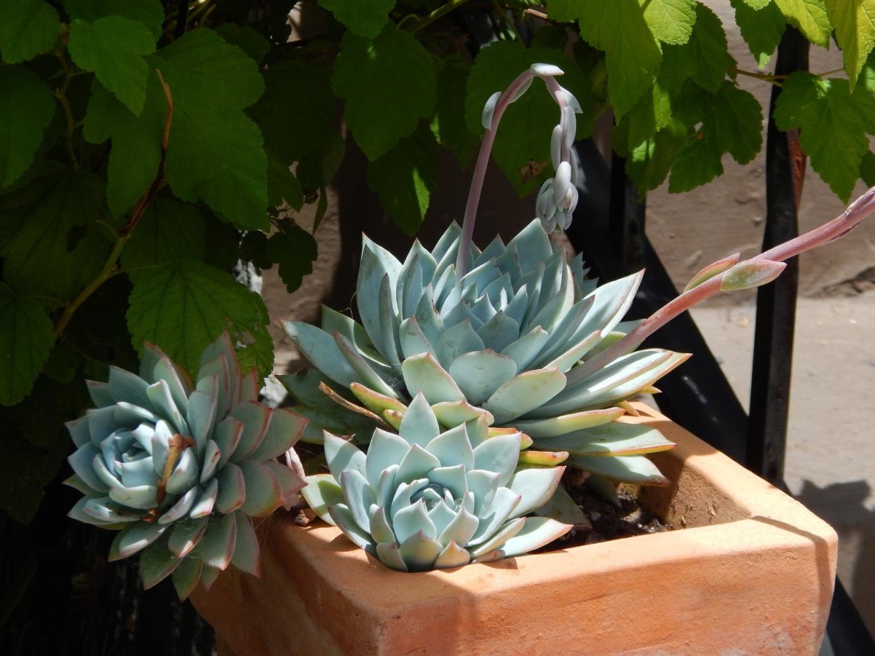 Эхеверия Swan Lake