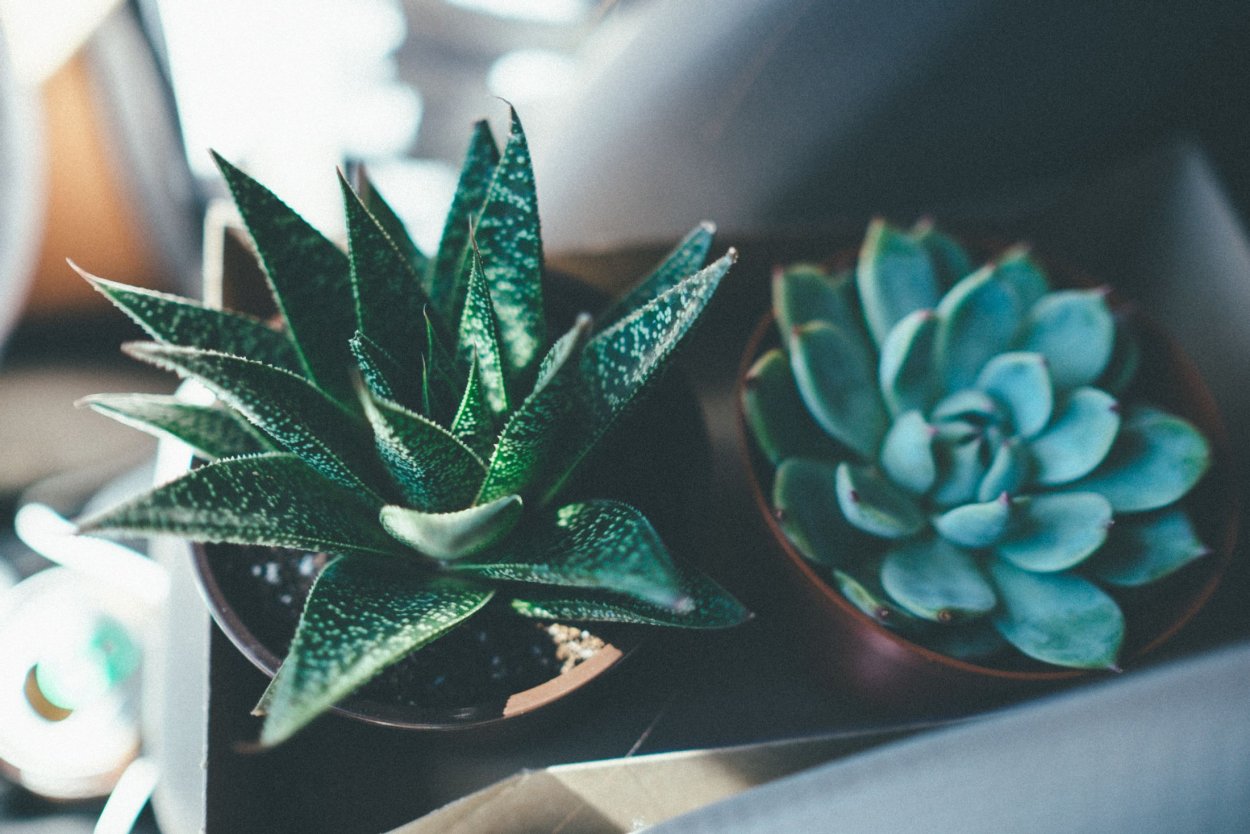 Эхеверия хавортия