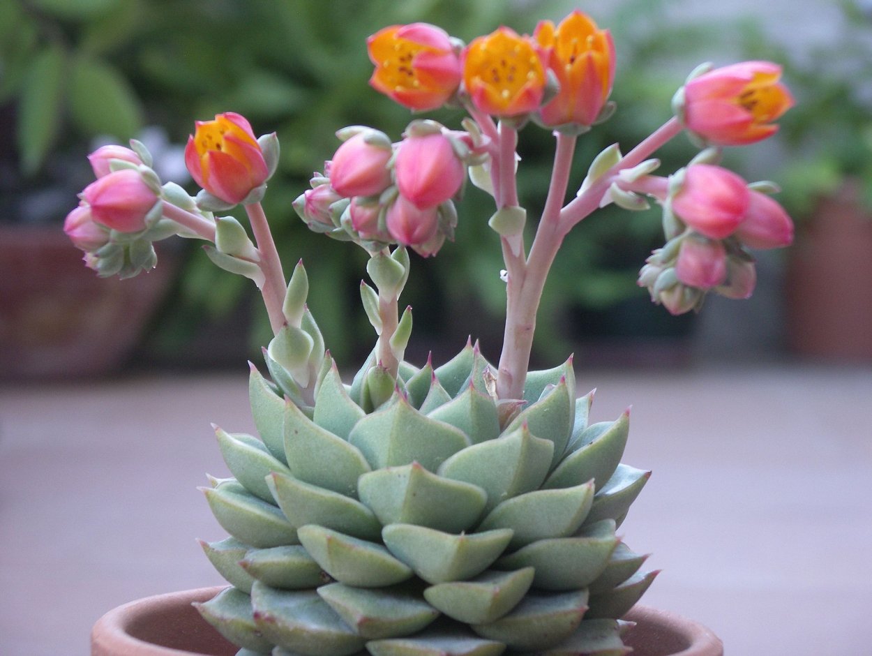 Суккулент эхеверия