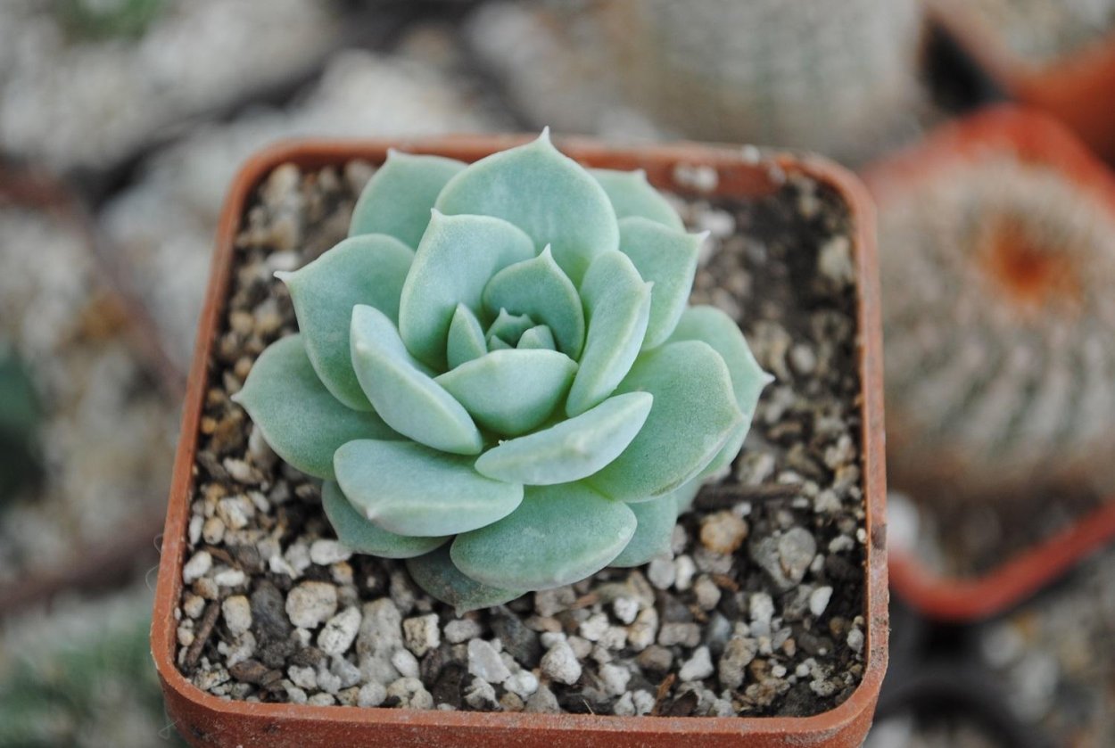 Эчеверия Элеганс суккулент