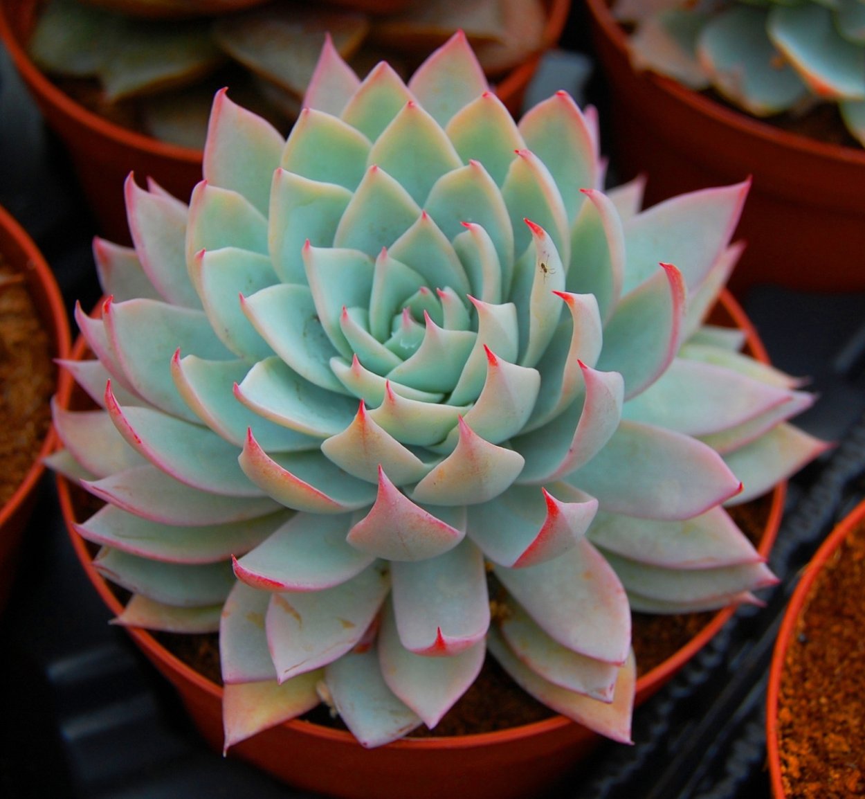 Суккулент эхеверия Аврора