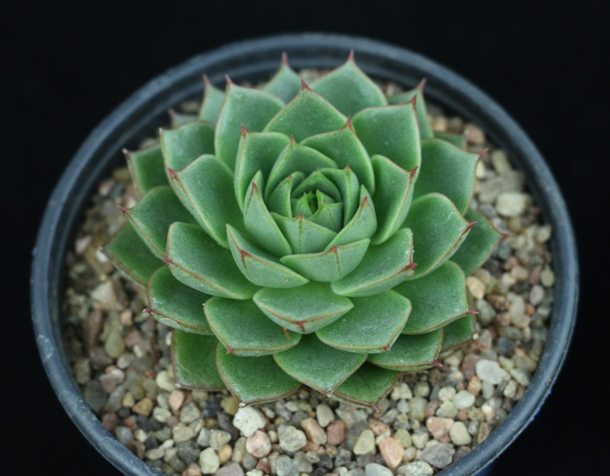 Эхеверия крестовник