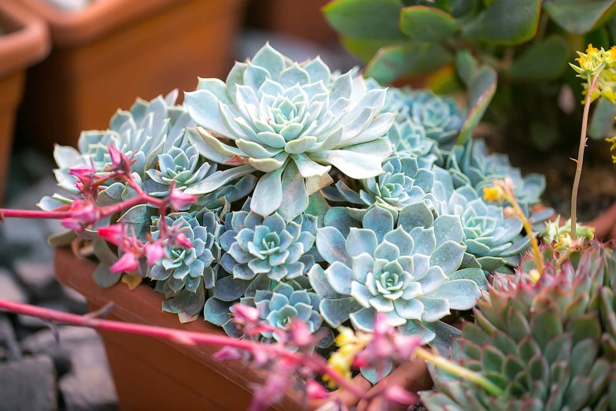 Каланхоэ эхеверия