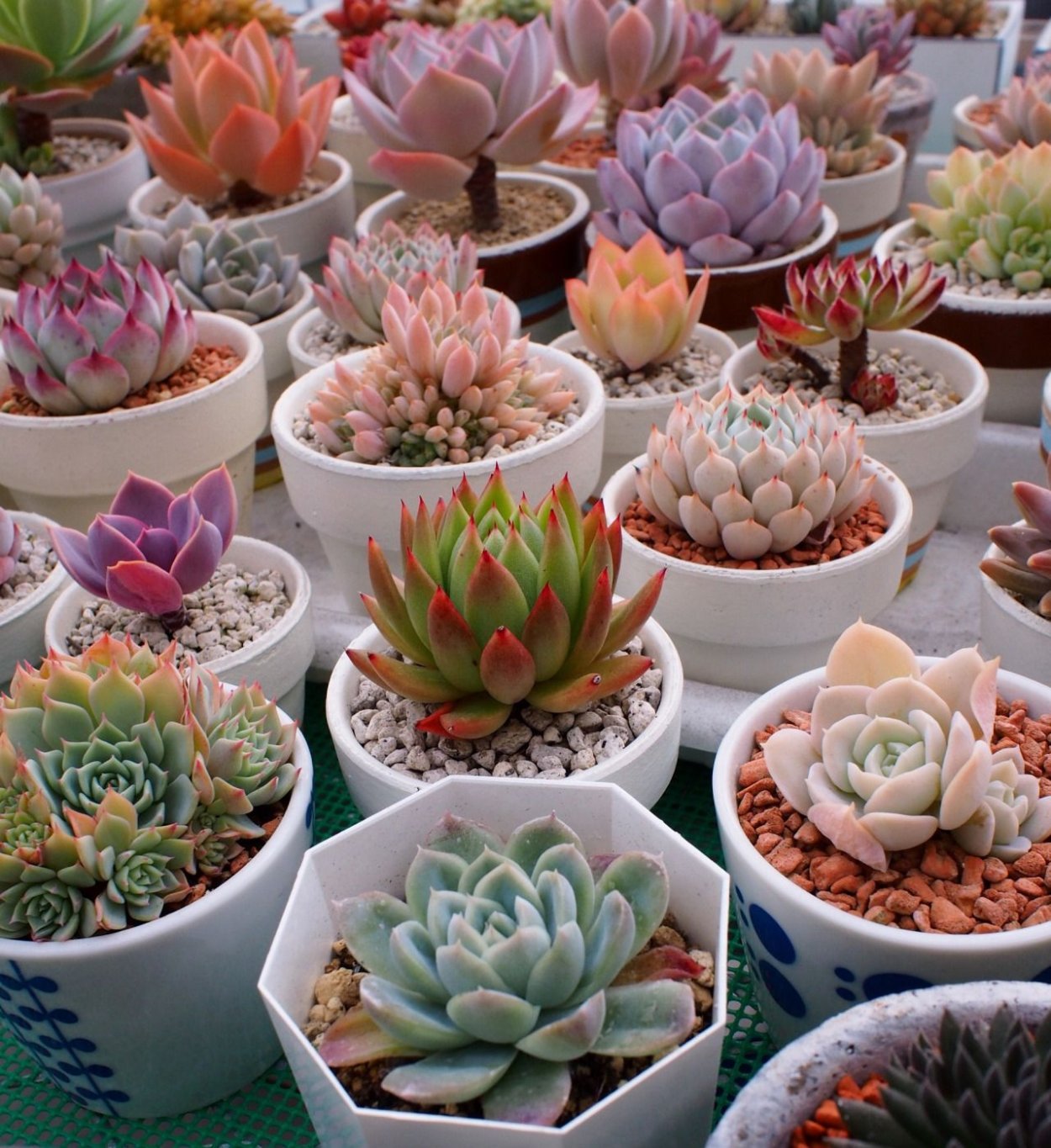 Эхеверия Кристальная