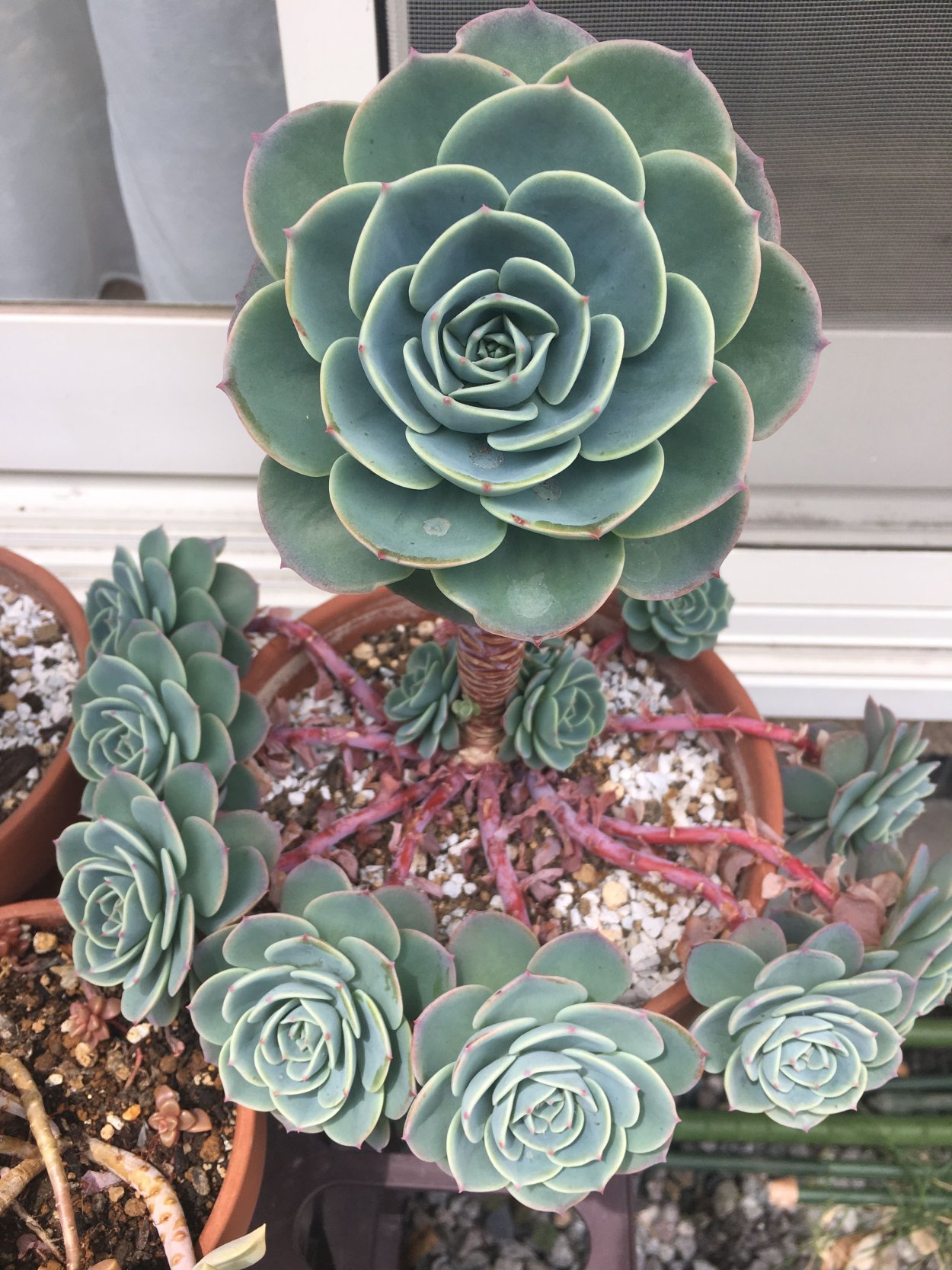 Эхеверия унгикулата