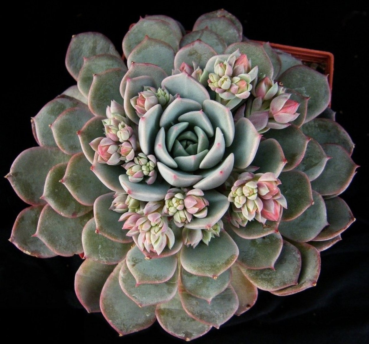 Эхеверия Блэк Ривер