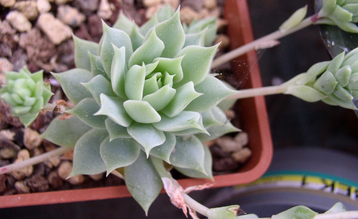 Эхеверия отросток