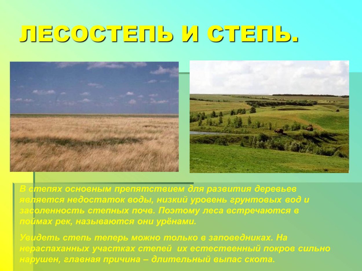 Лесостепи и степи Евразии