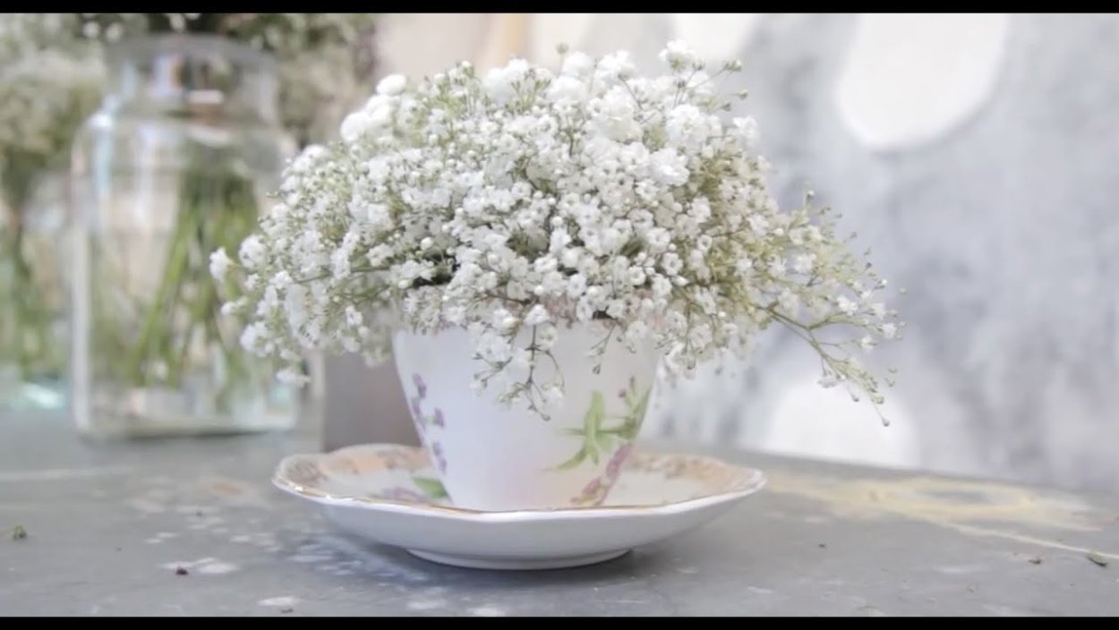 Сухостой гипсофила