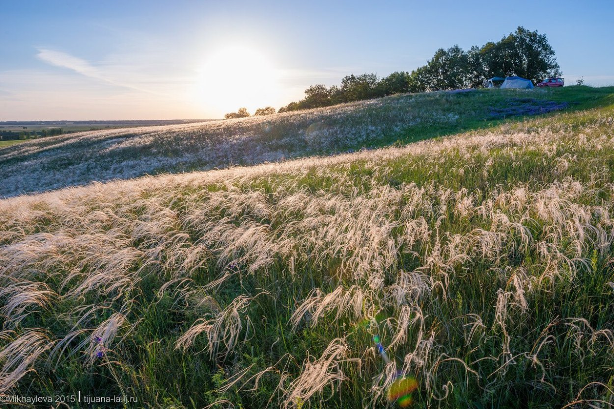 Ковыль лесостепь