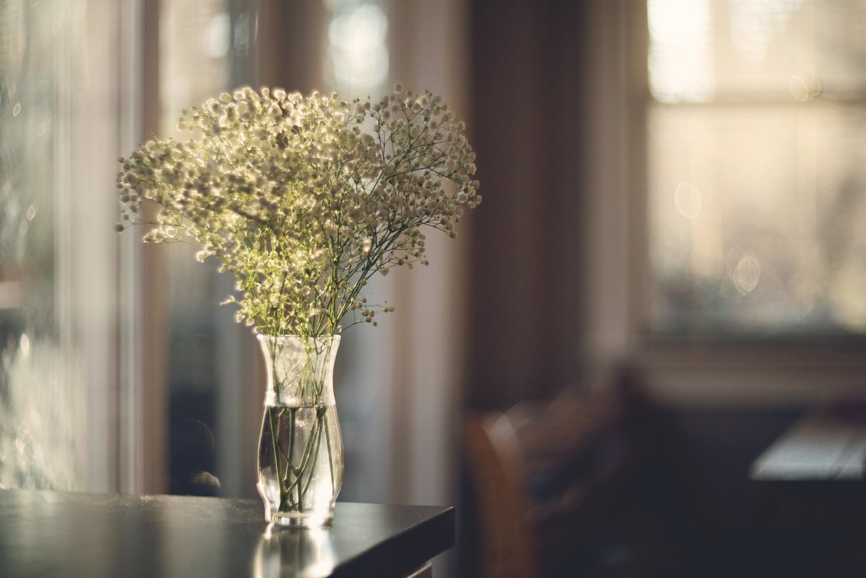 Гипсофила v3