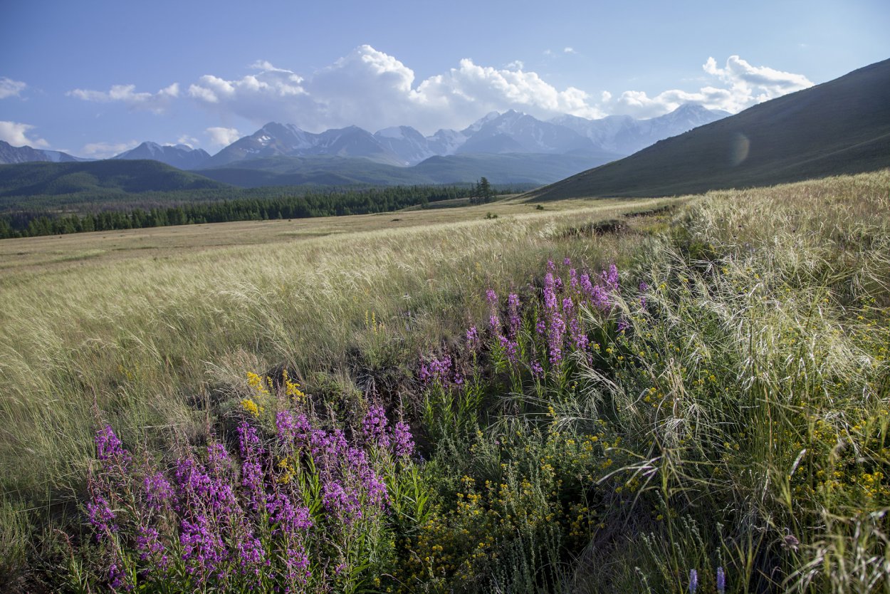 Алтайские горы разнотравие