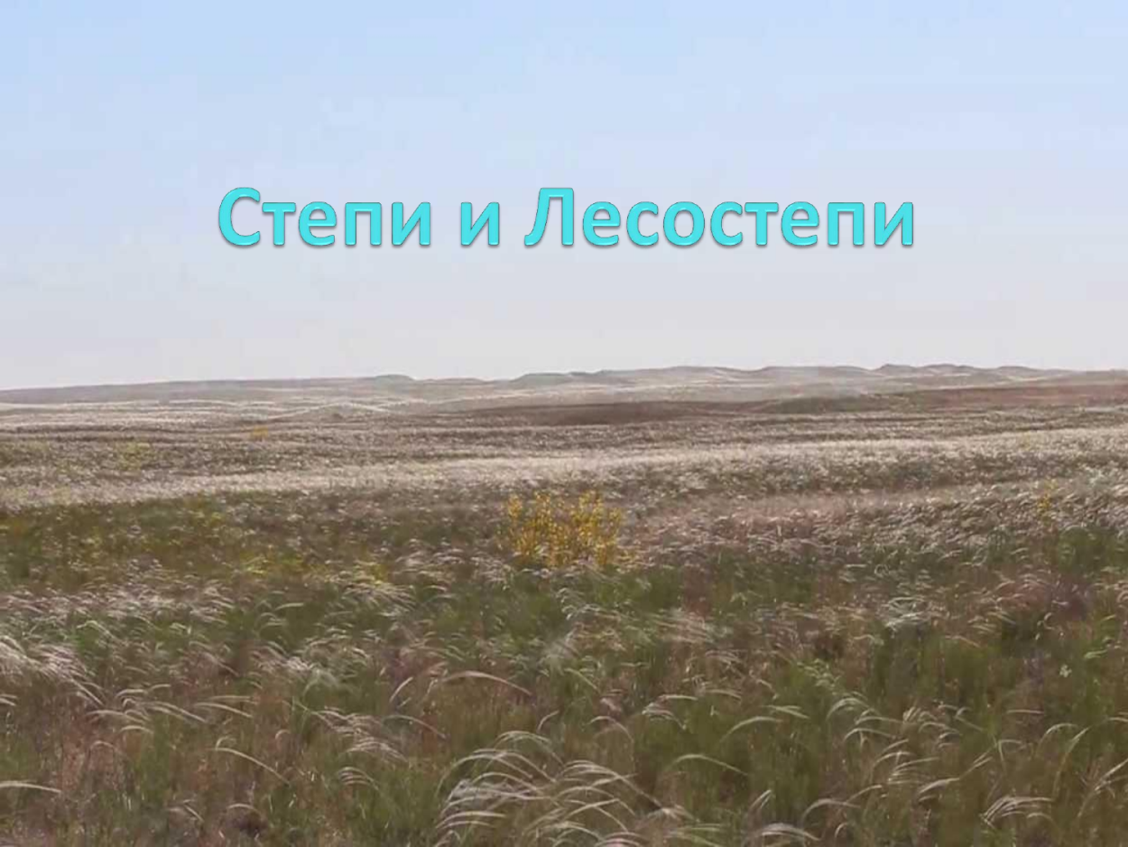 Флора лесостепи и степи