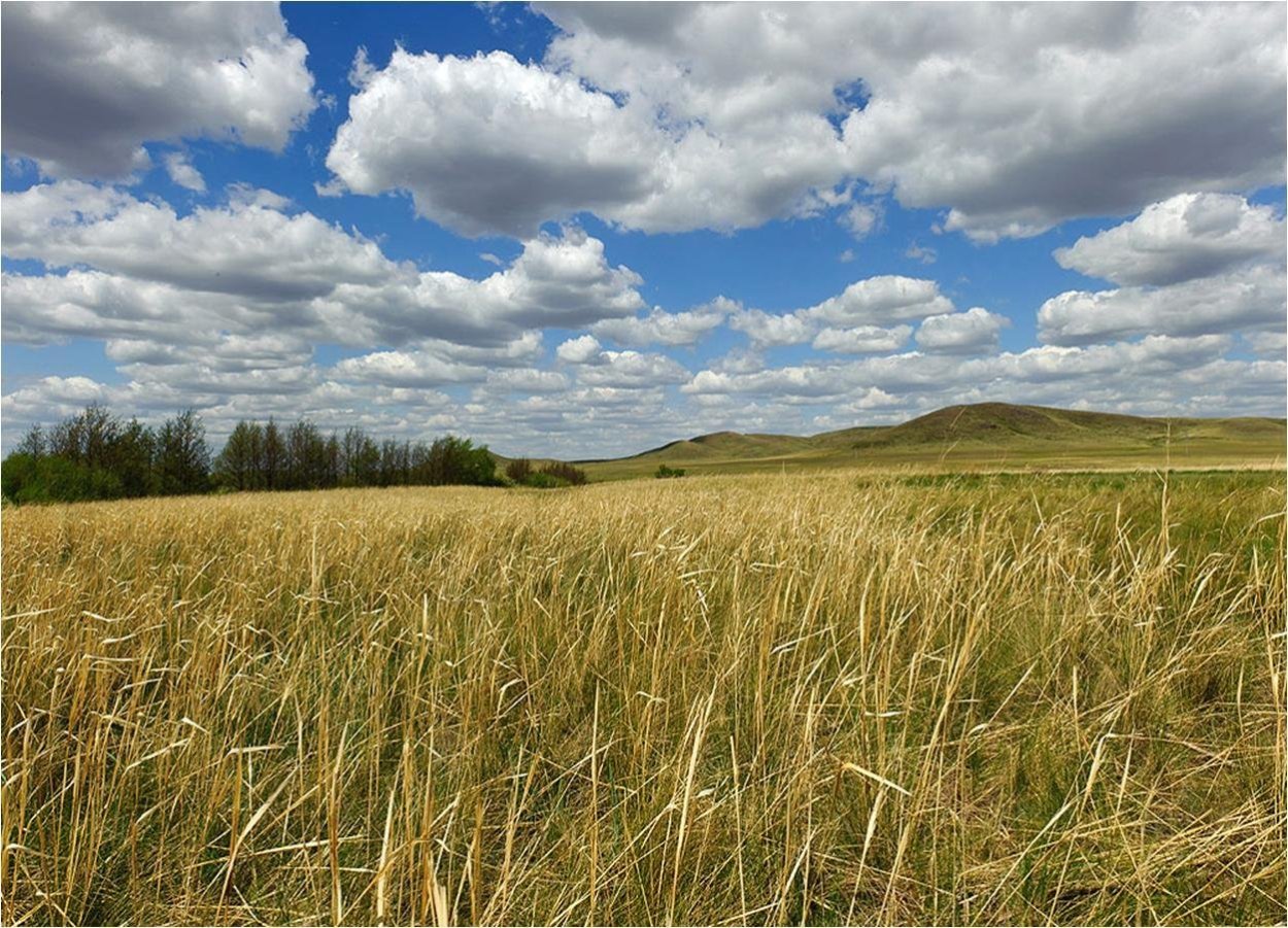 Степи и лесостепи России