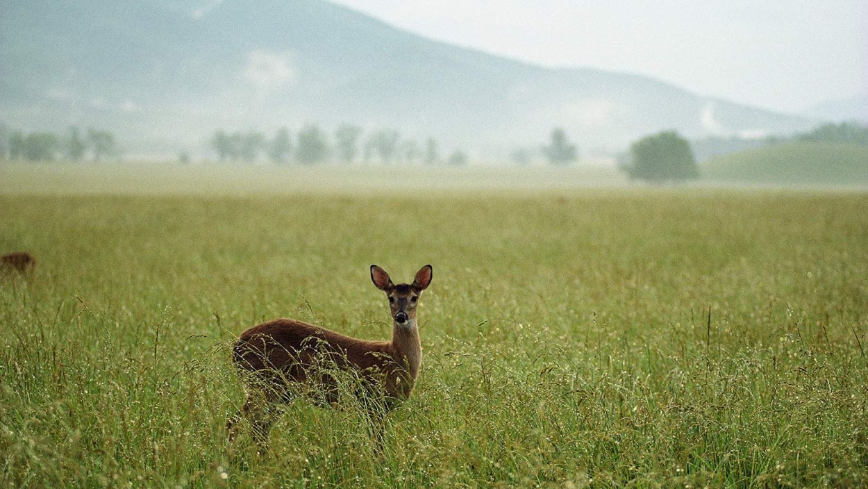 Животные степи