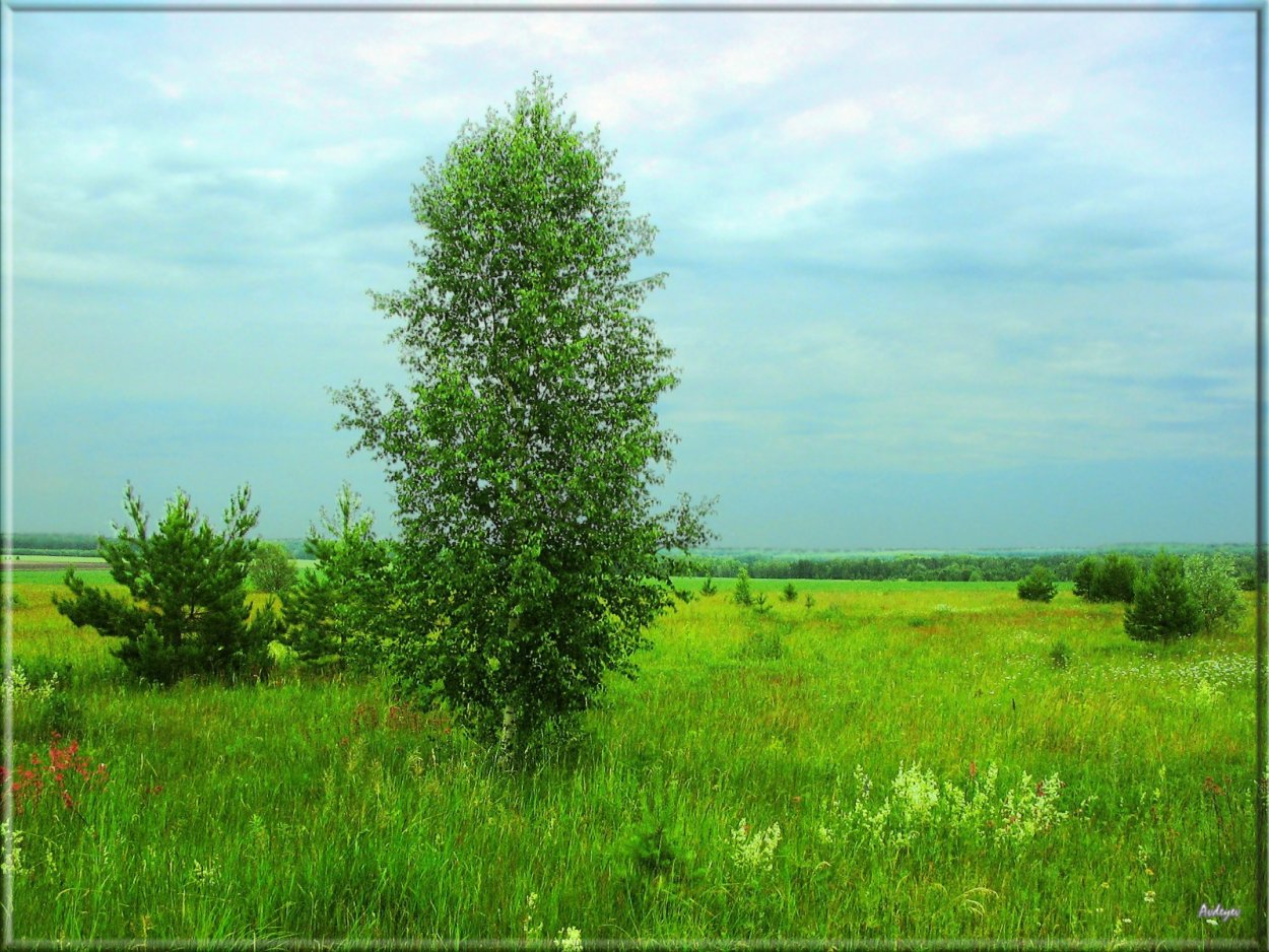 Лесостепь Вологодская область