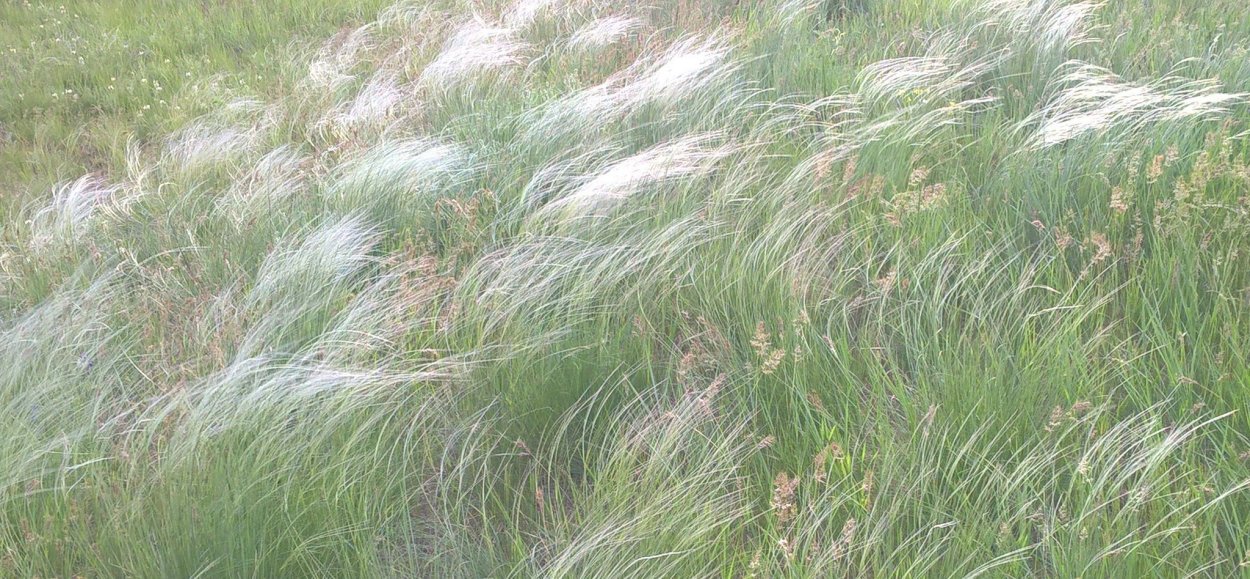 Ковыль в степи Казахстана