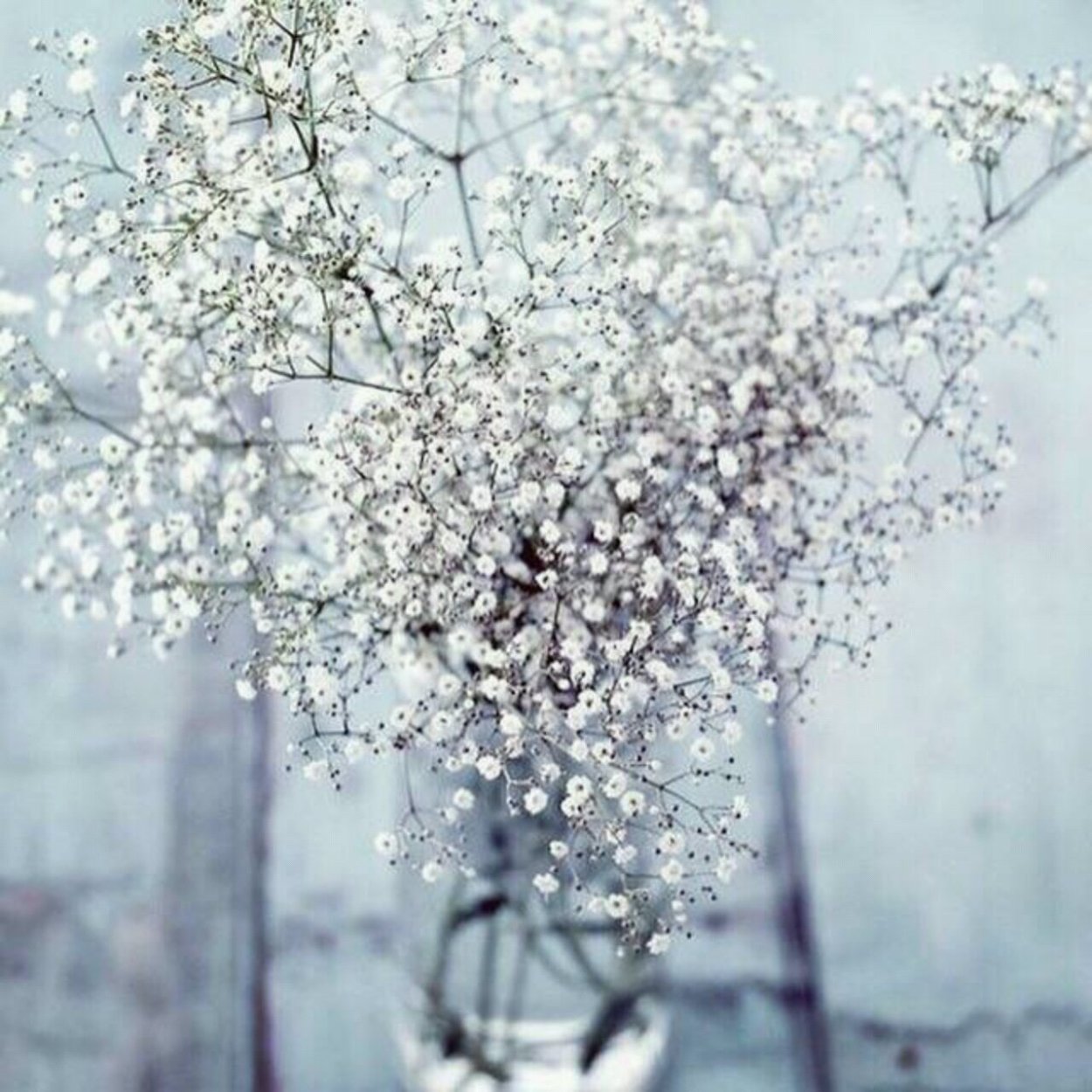 Девушка с букетом гипсофил